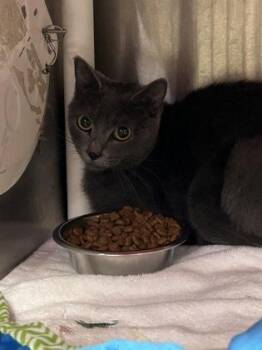 Joanie -  Domestic Short Hair Cat for Adoption in Cincinnati, Ohio - Joanie | PetCurious