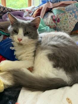 Buddy -  Domestic Long Hair Cat for Adoption in Powdersville, South Carolina - Buddy | PetCurious