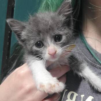 Mary Ann -  Domestic Short Hair Cat for Adoption in Sandy Springs, Georgia - Mary Ann | PetCurious