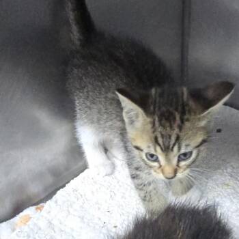 Thumper 26-0302 -  Domestic Short Hair Cat Available for Adoption in Yanceyville, North Carolina - Thumper 26-0302 | PetCurious