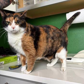 SORBET -  Domestic Short Hair and Mixed Breed Cat for Adoption in Kyle, Texas - SORBET | PetCurious