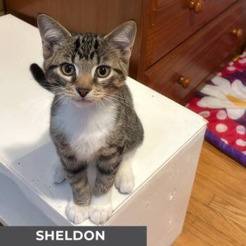 Rescue Domestic Short Hair Cats for Adoption in Toronto, Ontario - Sheldon | PetCurious