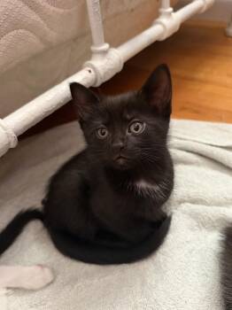 Nellie -  Domestic Short Hair Cat for Adoption - Nellie | PetCurious