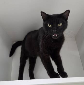 Little Bear -  Domestic Short Hair Cat for Adoption in INDN HBR BCH, Florida - Little Bear | PetCurious