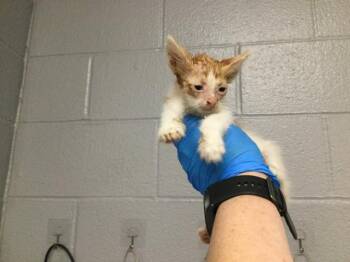 Domestic Short Hair Cats Available for Adoption in Thousand Palms, California - A1917867 | PetCurious