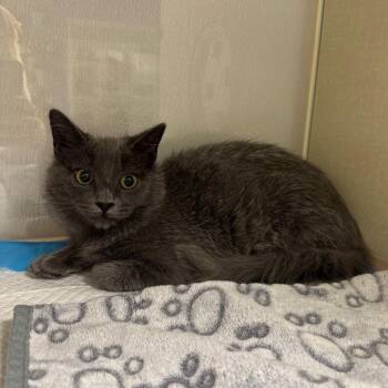 Shaina -  Domestic Medium Hair Cat for Adoption in Sunnyvale, California - Shaina | PetCurious