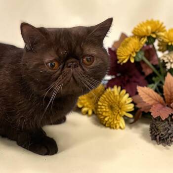 Ren -  Exotic Shorthair Cat for Sale in Fayetteville, Ohio - Ren | PetCurious