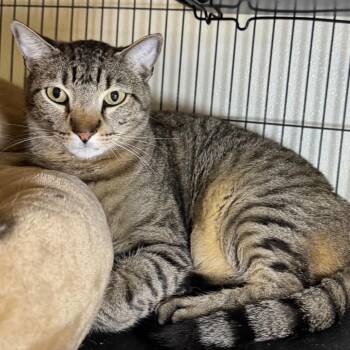 Domestic Short Hair Cats Available for Adoption in Saginaw, Michigan - Jackie | PetCurious