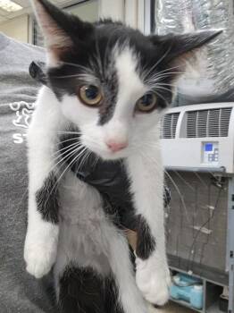 WOODY -  Domestic Short Hair Cat for Adoption in Pueblo, Colorado - WOODY | PetCurious