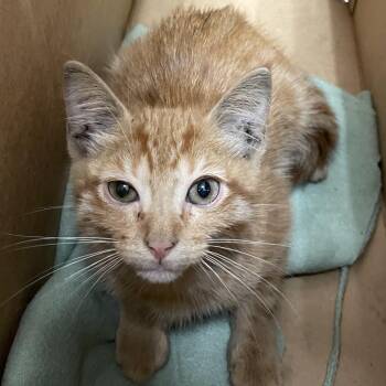 Domestic Short Hair Cats Available for Adoption in San Antonio, Texas - Fireball | PetCurious