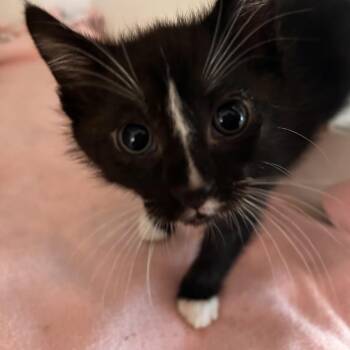 Domestic Short Hair Cats Available for Adoption in Phoenix, Arizona - Neptune | PetCurious