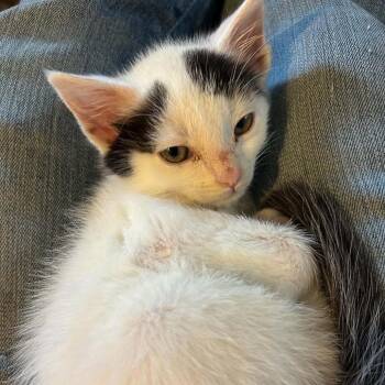 Fellowship of the Bling -  Domestic Short Hair Cat for Adoption in Fredericksburg, Virginia - Fellowship Of The Bling | PetCurious