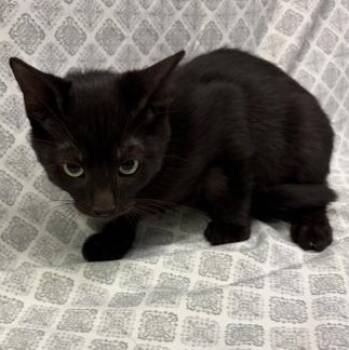 Einstein -  Domestic Short Hair Cat for Adoption in Payson, Arizona - Einstein | PetCurious