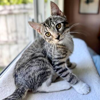 Horton -  Domestic Short Hair and Tabby Cat for Adoption in Pompano Beach, Florida - Horton | PetCurious