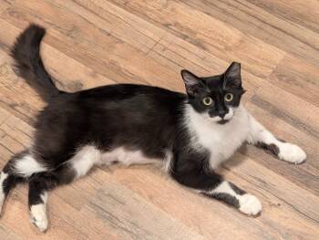 Diana -  Domestic Medium Hair Cat for Adoption in Grovetown, Georgia - Diana | PetCurious