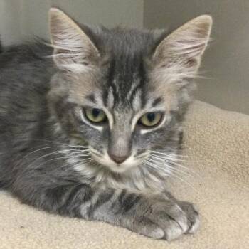 Milk -  Domestic Medium Hair Cat for Adoption in Redwood City, California - Milk | PetCurious