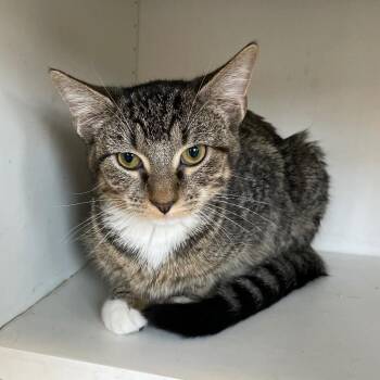 Crush -  Domestic Short Hair Cat for Adoption in Roanoke, Virginia - Crush | PetCurious