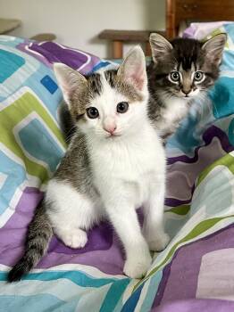 Domestic Medium Hair Cats Available for Adoption in Granby, Connecticut - Kittens Chai And Mocha | PetCurious