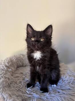 Ranch -  Domestic Medium Hair Cat for Adoption in Reston, Virginia - Ranch | PetCurious