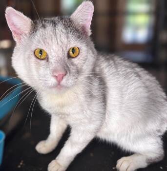 Zeus -  Domestic Short Hair Cat for Adoption in Gorham, Maine - Zeus | PetCurious
