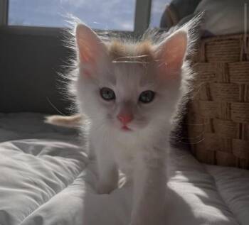 Domestic Medium Hair Cats Available for Adoption in Ames, Iowa - KENICKIE | PetCurious