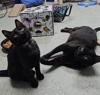 Rescue Domestic Short Hair Cats for Adoption in Mokena, Illinois - Moana And Tala | PetCurious