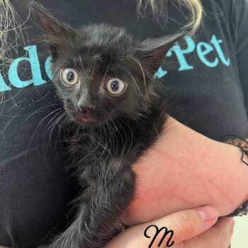 Rescue Domestic Medium Hair Cats for Adoption in Lake Panasoffkee, Florida - Shadow | PetCurious