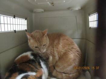 Domestic Medium Hair Cats Available for Adoption in Marietta, Georgia - Gizmo(676) | PetCurious