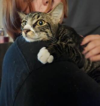 Creed -  Domestic Short Hair Cat for Adoption in Mount Pleasant, Texas - Creed | PetCurious