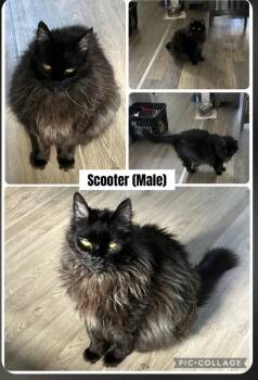 Domestic Long Hair Cats Available for Adoption in Peru, New York - Scooter **Courtesy Listing** | PetCurious
