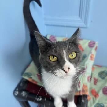 Gaia -  Domestic Short Hair Cat for Adoption in Milford, Iowa - Gaia | PetCurious