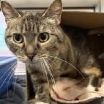 Domestic Short Hair Cats Available for Adoption in Hilliard, Ohio - Mama Bear | PetCurious