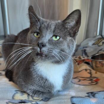 Rescue Domestic Short Hair Cats for Adoption in Matteson, Illinois - Sprig | PetCurious