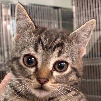Bubbles -  Domestic Short Hair Cat for Adoption in Manhattan, Kansas - Bubbles | PetCurious