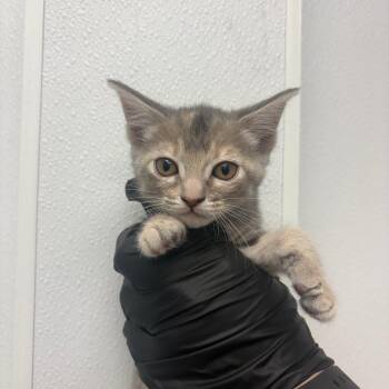 Jetsam -  Domestic Short Hair Cat for Adoption in Abilene, Texas - Jetsam | PetCurious