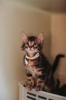 92496a Shaggy -  Domestic Short Hair Cat for Adoption in North Charleston, South Carolina - 92496a Shaggy | PetCurious