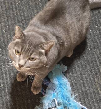 Sukhi -  Domestic Short Hair and Russian Blue Cat for Adoption in San Jose, California - Sukhi | PetCurious
