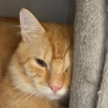Teak -  Domestic Medium Hair Cat for Adoption in Kennebunk, Maine - Teak | PetCurious