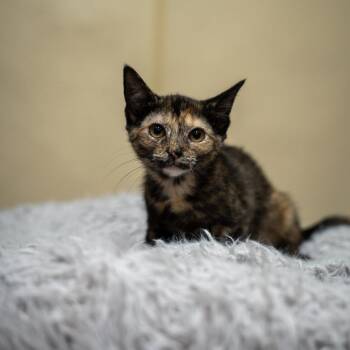 Topaz -  Domestic Short Hair Cat for Adoption in Gainesville, Georgia - Topaz | PetCurious