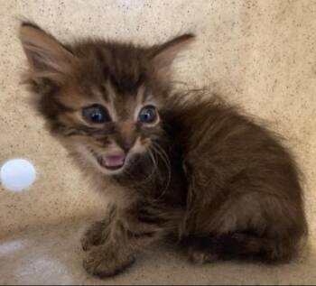 LYNX -  Domestic Medium Hair Cat for Adoption in Louisville, Kentucky - LYNX | PetCurious