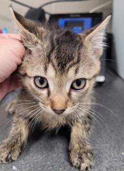Domestic Short Hair Cats Available for Adoption in Hopkinsville, Kentucky - Quang | PetCurious