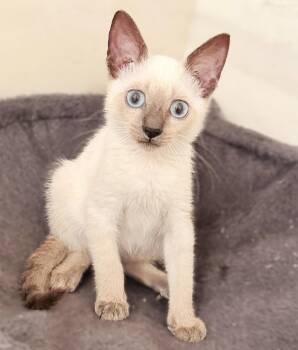 Lumos -  Siamese Cat for Adoption in Fort Myers, Florida - Lumos | PetCurious