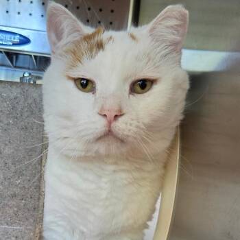 Walter -  Domestic Short Hair Cat for Adoption in Asheville, North Carolina - Walter | PetCurious