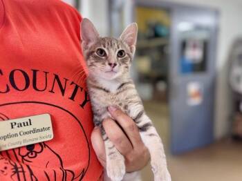 Calamari -  Domestic Short Hair Cat for Adoption in Dayton, Ohio - Calamari | PetCurious