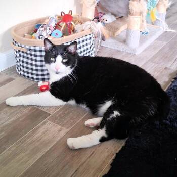 Box Boy -  Domestic Short Hair Cat Available for Adoption in Michigan City, Indiana - Box Boy | PetCurious