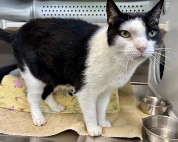 Rescue Domestic Short Hair Cats for Adoption in Kalamazoo, Michigan - BRAD | PetCurious