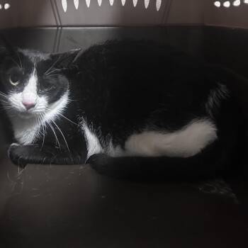 Seal -  Domestic Short Hair Cat for Adoption in Yuma, Arizona - Seal | PetCurious