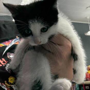 Domestic Medium Hair Cats Available for Adoption in Summerlee, West Virginia - Kronk | PetCurious