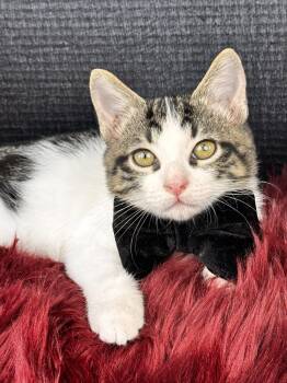 Rocky -  Tabby Cat for Adoption in Pasadena, Texas - Rocky | PetCurious
