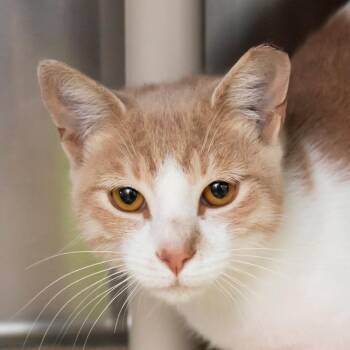 Domestic Short Hair Cats Available for Adoption - Laimar | PetCurious